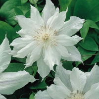 Clematis'Jackmanii Alba' 