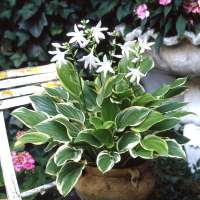 Hosta'So Sweet'