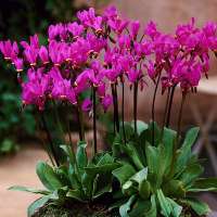 Dodecatheon pulchellum'Red Wings'