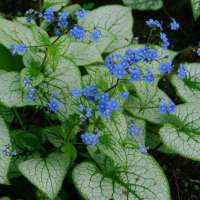 Brunnera macrophylla'Silver Spear'