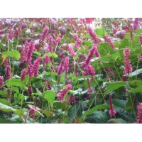 Persicaria amplexicaulis'Inverleith'