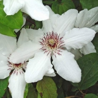 Clematis'James Mason' 