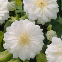 Clematis'Duchess of Edinburgh' 