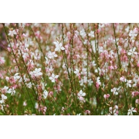 Gaura lindheimeri'Whirling Butterflies'