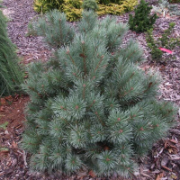 Pinus sylvestris'Chantry Blue' 