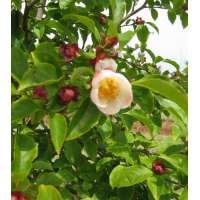 Stewartia rostrata 