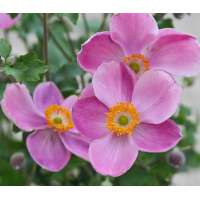 Anemone hupehensis'Pretty Lady Susan'