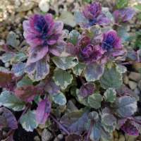 Ajuga reptans'Variegata'