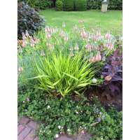 Trifolium rubens'Peach Pink'