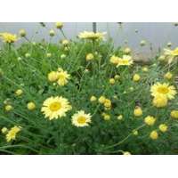 Anthemis hybrida'Kelwayi'