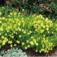 Coreopsis verticillata'Creme Brûlée'