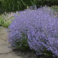 Nepeta faassenii'Purrsian Blue'