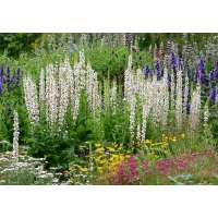 Verbascum nigrum'Album'