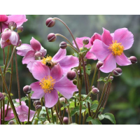 Anemone hupehensis'Praecox'