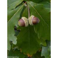 Quercus bicolor 