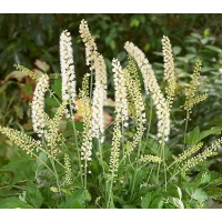 Actaea simplex'White Pearl' 