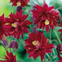 Aquilegia vulgaris'Ruby Port'