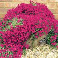 Aubrieta hybride'Cascade Red'