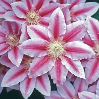 Clematis'Bees Jubilee' 