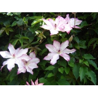 Clematis'Omoshiro' 