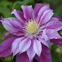 Clematis'Ragamuffin' 