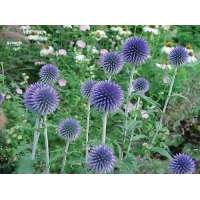 Echinops bannaticus'Taplow Blue'