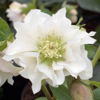 Helleborus orientalis'Double Ellen White'