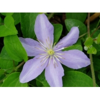 Clematis'Justa' 