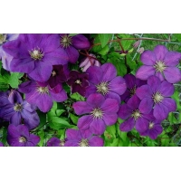 Clematis'Perrin's Pride' 