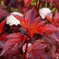 Physocarpus opulifolius'Little Angel' 