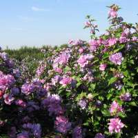 Hibiscus syriacus'Maike' 