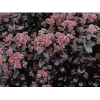 Sedum'Postman's Pride'