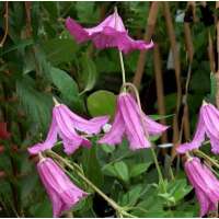 Clematis'Heather Herschell' 