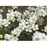 Saxifraga'Schneeteppich'