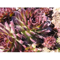 Sempervivum'Noir'