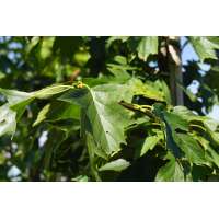 Sorbus torminalis 