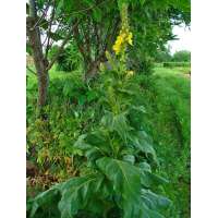 Verbascum densiflorum