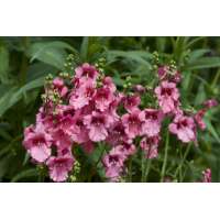 Diascia hybride'Ruby Field'