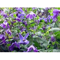 Clematis'Eriostemon' 