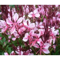 Gaura lindheimii'Cherry Brandy'