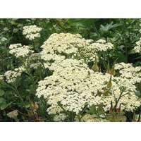 Achillea'Alabaster'