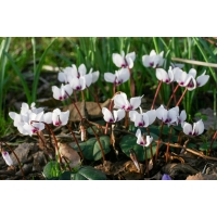 Cyclamen coum'Album'