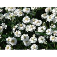 Achillea ptarmica'The Pearl'