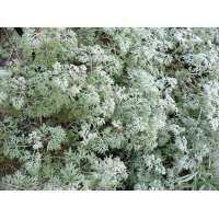 Artemisia absinthium