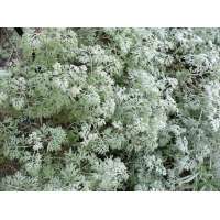 Artemisia absinthium