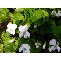 Viola odorata'Alba'