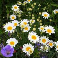 Anthemis hybride'Susan Mitchel'