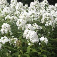 Phlox paniculata'Fujiyama' 