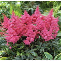 Astilbe arendsii'Rhythm and Blues' 