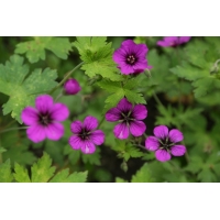 Geranium'Anne Thomson'